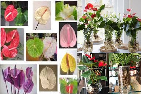 2. Giống cây hoa hồng môn trồng thủy sinh để bàn đẹp