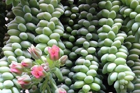 2. Ý nghĩa của cây sen đá chuỗi ngọc đẹp lạ