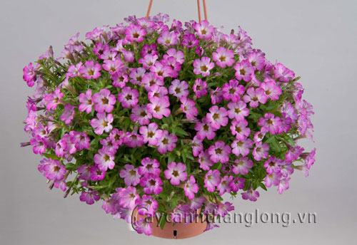chau-hoa-treo-da-yen-thao