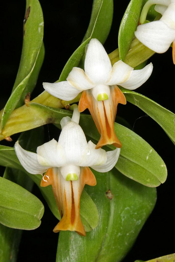 Hoàng Thảo Hương Duyên