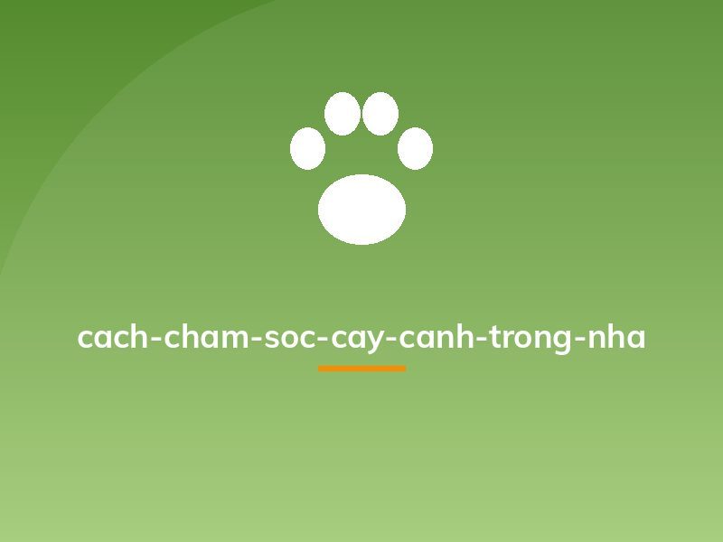 cach-cham-soc-cay-canh-trong-nha