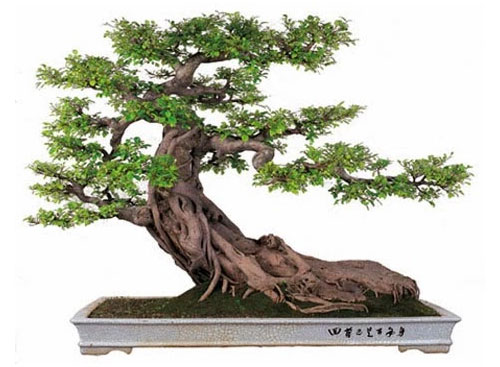 bonsai-dep