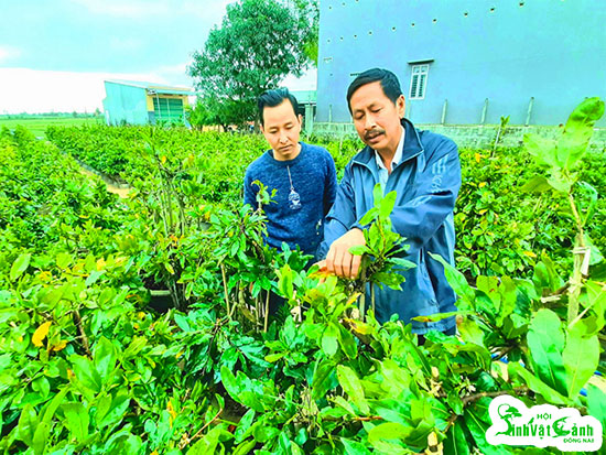 chăm sóc mai cảnh