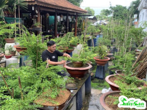người đam mê cây cảnh
