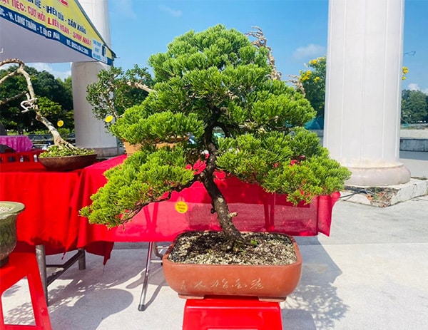 Video trưng bày cây cảnh Bonsai tại chương trình họp mặt giao lưu các nghệ nhân Long Thành – Nhơn Trạch
