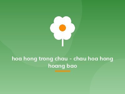 hoa hong trong chau - chau hoa hong hoang bao