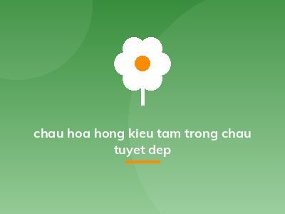 chau hoa hong kieu tam trong chau tuyet dep