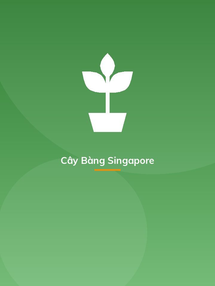 Cây Bàng Singapore