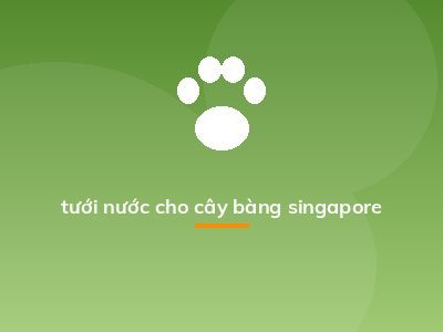 tưới nước cho cây bàng singapore