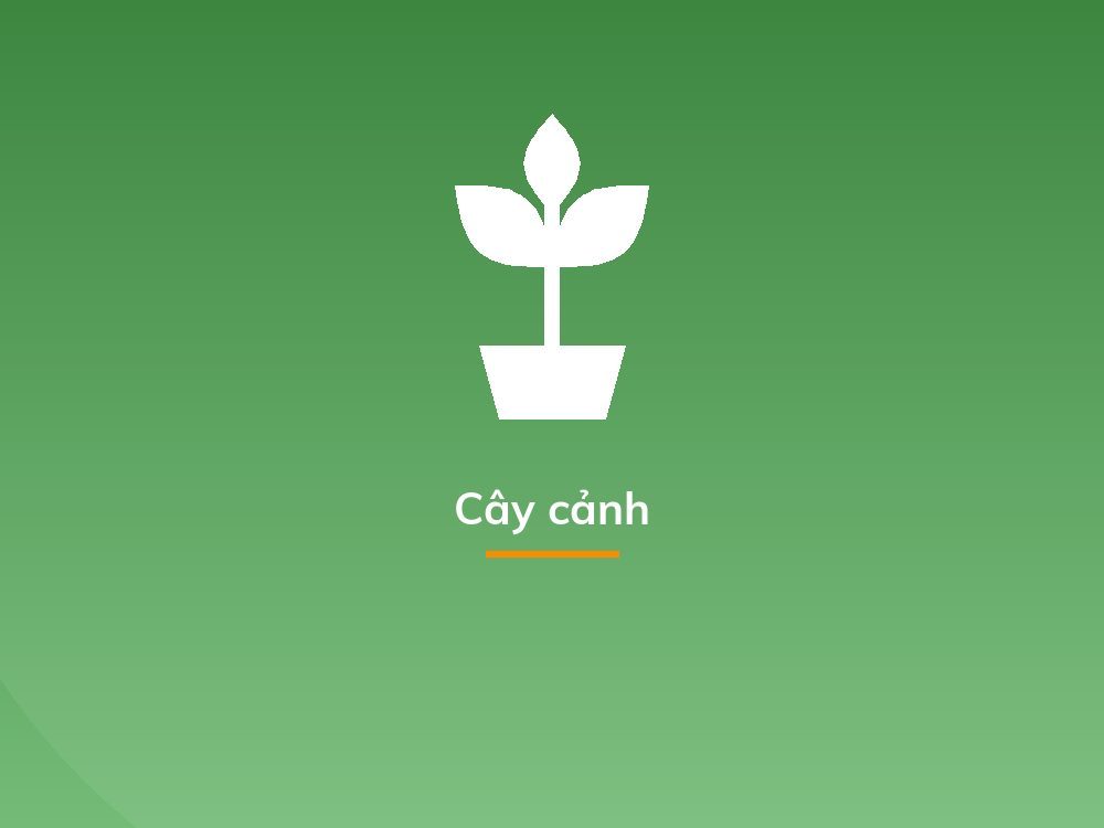 Cây cảnh