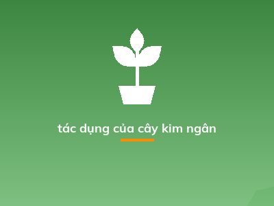 tác dụng của cây kim ngân