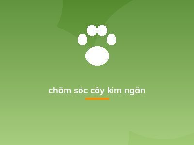 chăm sóc cây kim ngân