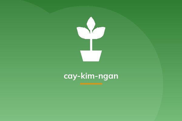 cay-kim-ngan