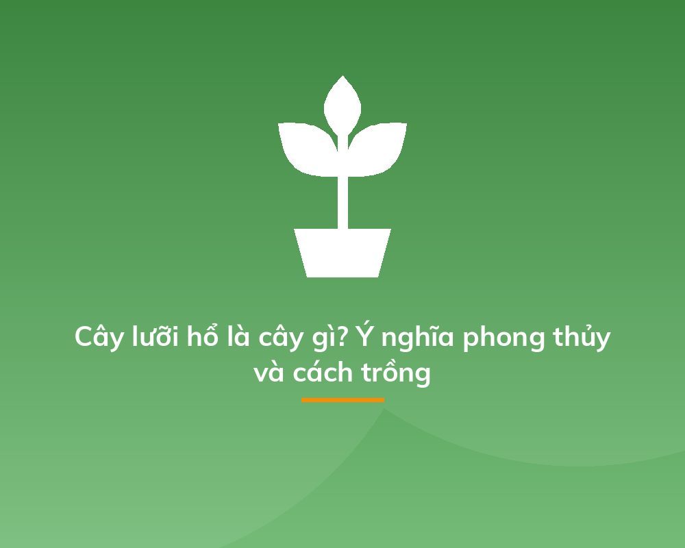 Cây lưỡi hổ là cây gì? Ý nghĩa phong thủy và cách trồng