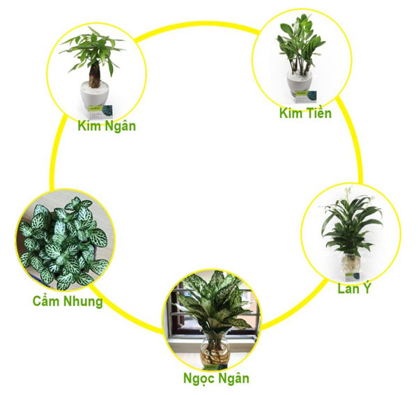 cay-menh-kim