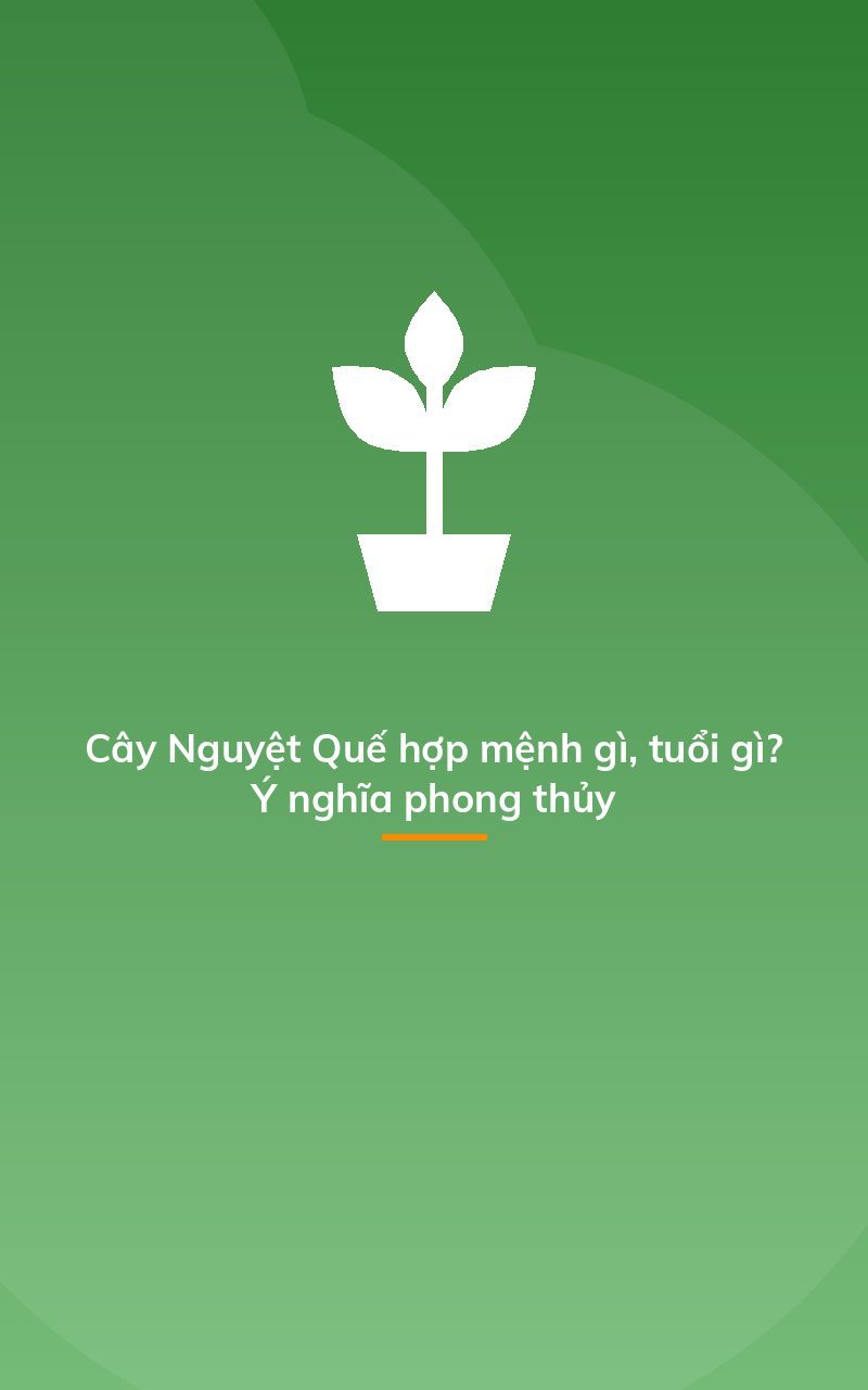 Cây Nguyệt Quế hợp mệnh gì, tuổi gì? Ý nghĩa phong thủy