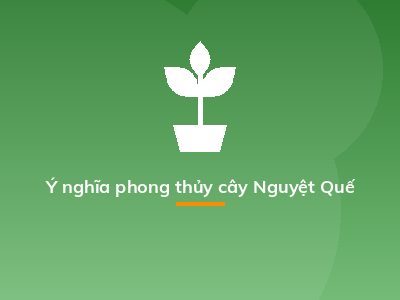 Ý nghĩa phong thủy cây Nguyệt Quế