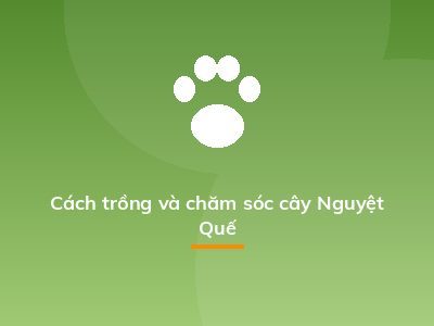 Cách trồng và chăm sóc cây Nguyệt Quế