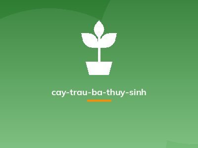 cay-trau-ba-thuy-sinh