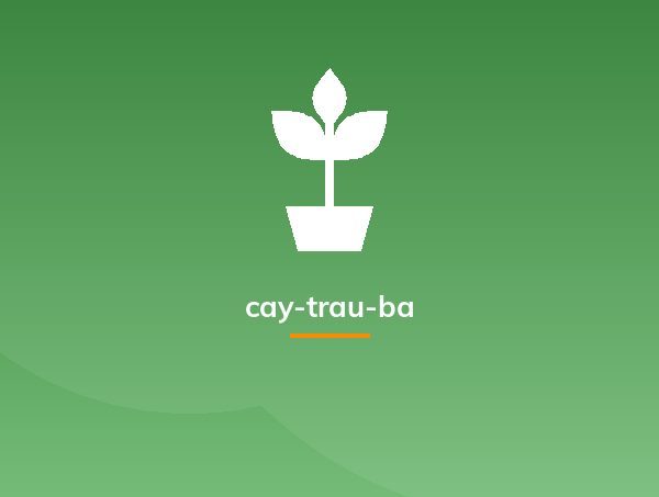 cay-trau-ba