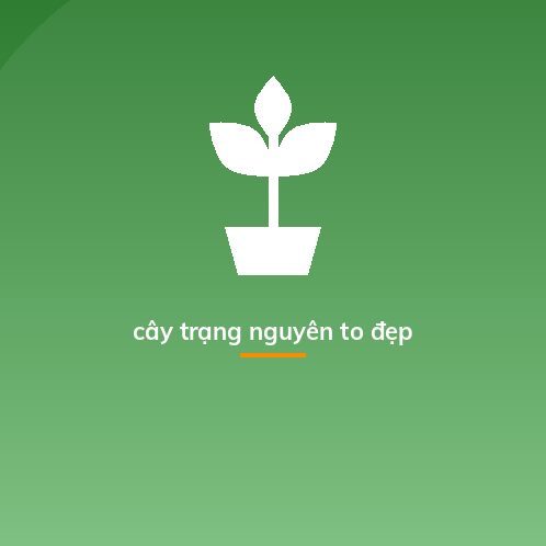 Cây Trạng Nguyên
