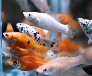 Cá bình tích ( Cá Trân Châu ): Đặc điểm, sinh sản và cách nuôi