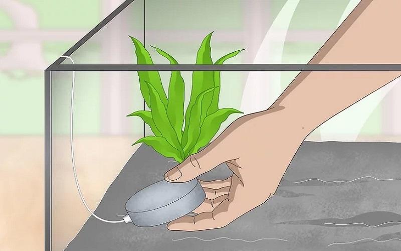 Cách chuẩn bị bể nuôi và chăm sóc cá Bống Peacock bột 15