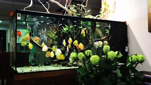 kỹ thuật nuôi cá đĩa