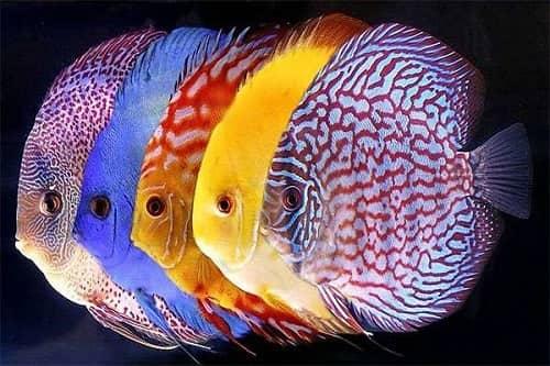 cá đĩa đẹp