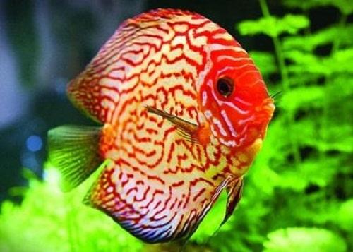 cá đĩa bồ câu