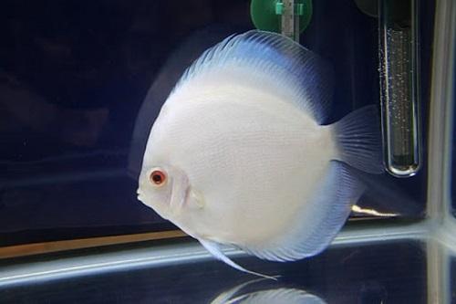 cá đĩa albino