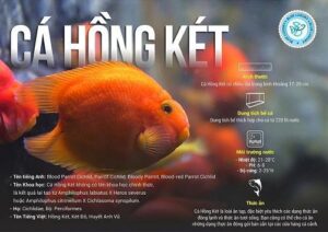 cá hồng két