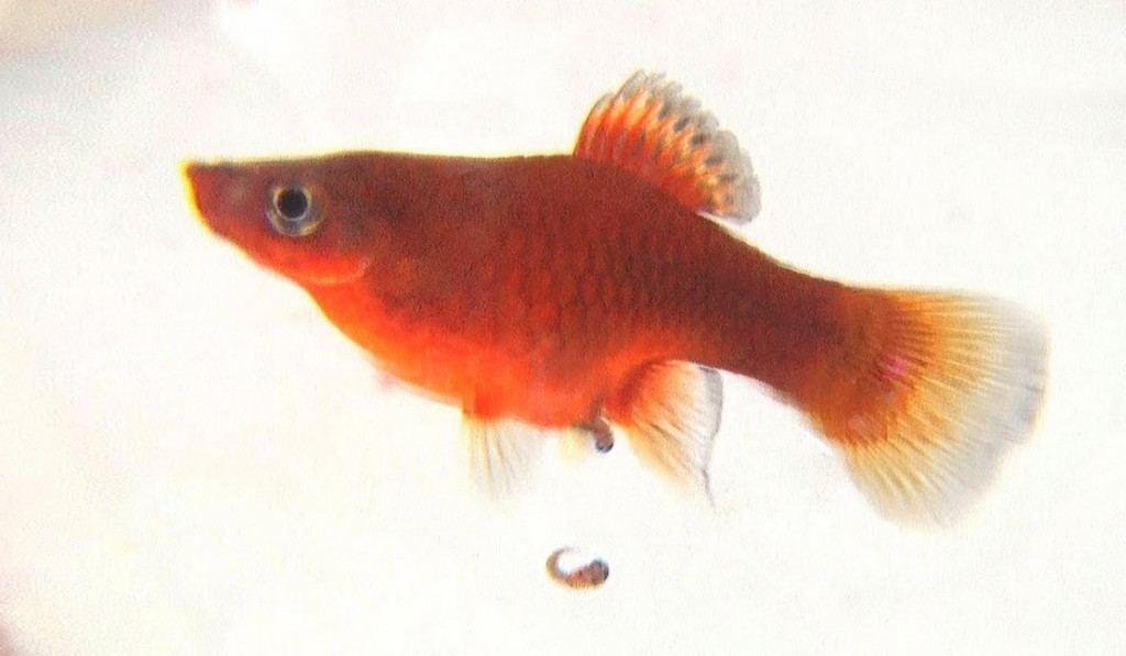 Cá mún đang đẻ con
