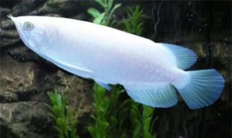 Top 7 siêu cá cảnh “đắt hơn vàng”