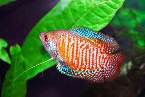 cá sặc gấm có dữ không