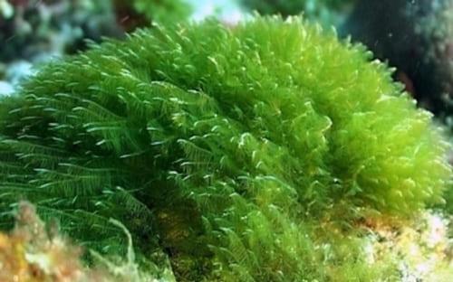 cá sặc gấm ăn gì