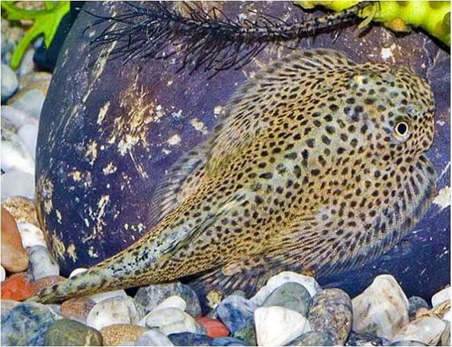 đặc điểm cá tỳ bà