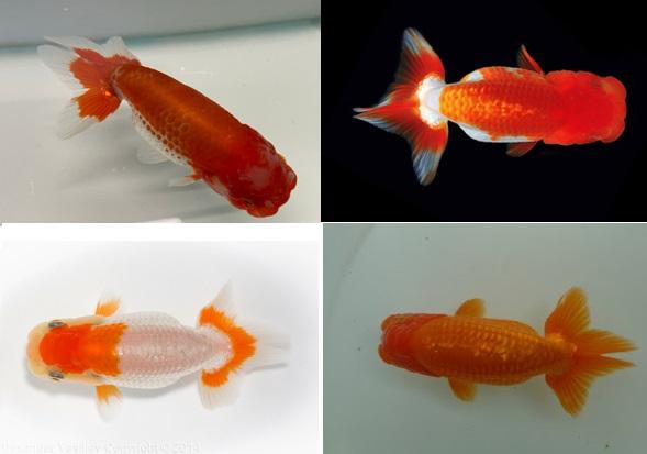 Cá vàng Ranchu Nhật Bản
