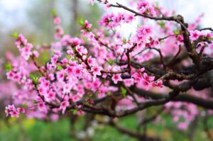 Top 26 Các Loại Hoa Chưng Ngày Tết Mang Lại Nhiều May Mắn