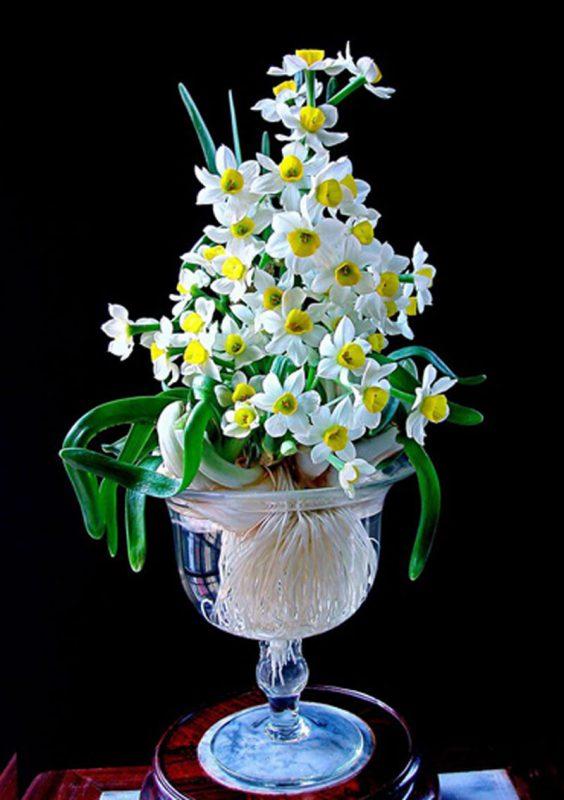 các loại hoa chưng ngày Tết