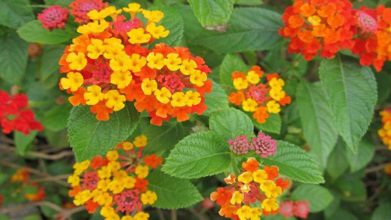 các loại hoa chưng ngày Tết