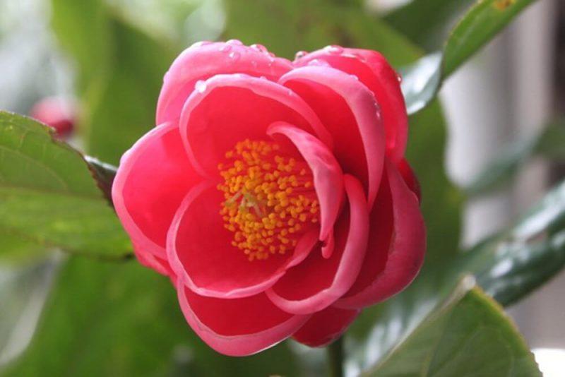Hoa Hải Đường