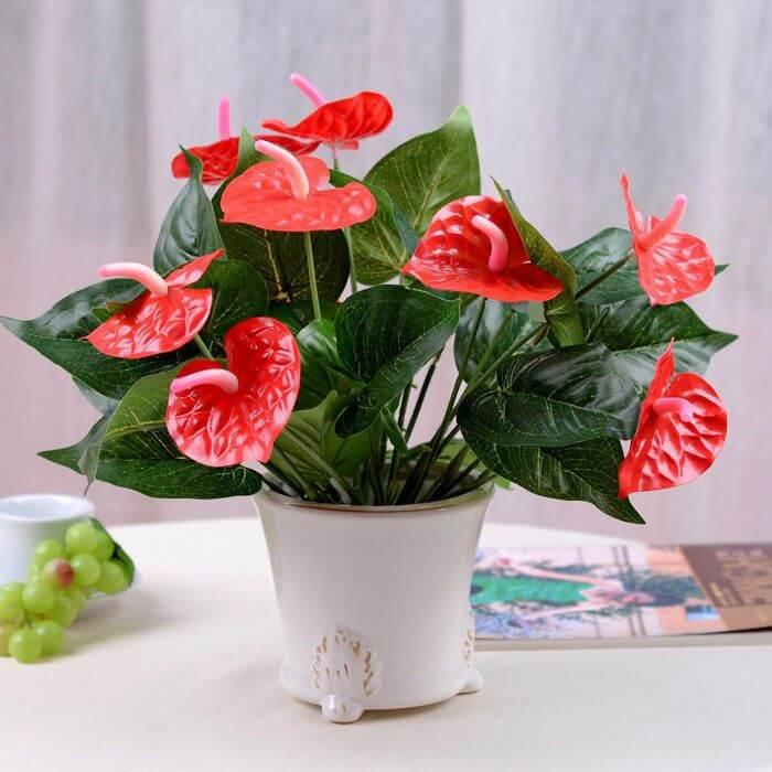 các loại hoa chưng ngày Tết