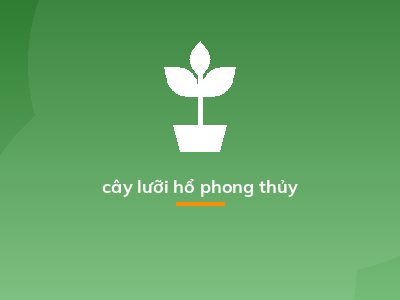 cây lưỡi hổ phong thủy