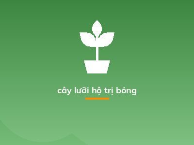 cây lưỡi hộ trị bỏng