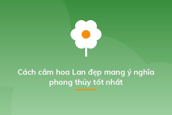 Cách cắm hoa Lan đẹp mang ý nghĩa phong thủy tốt nhất