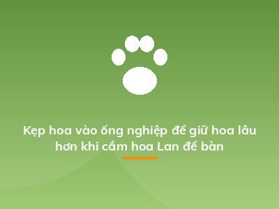 Kẹp hoa vào ống nghiệp để giữ hoa lâu hơn khi cắm hoa Lan để bàn