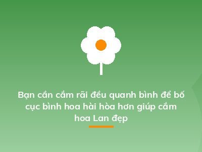 Bạn cần cắm rãi đều quanh bình để bố cục bình hoa hài hòa hơn giúp cắm hoa Lan đẹp
