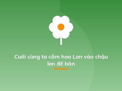 Cuối cùng ta cắm hoa Lan vào chậu lan để bàn