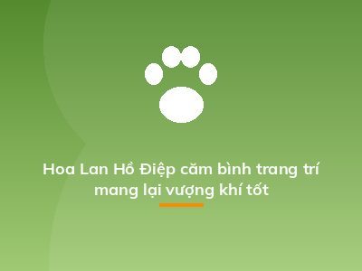 Hoa Lan Hồ Điệp căm bình trang trí mang lại vượng khí tốt